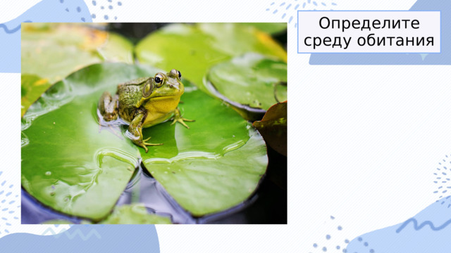 Определите среду обитания 