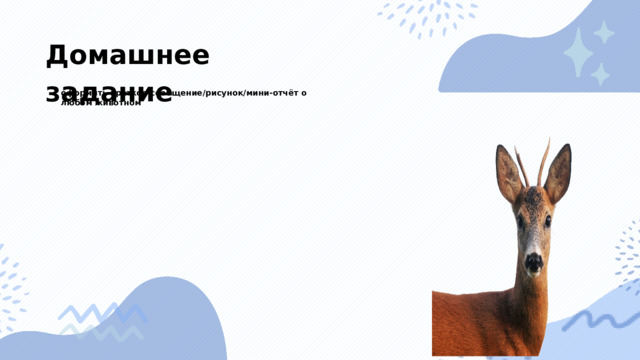 Домашнее задание оформить краткое сообщение/рисунок/мини-отчёт о любом животном 