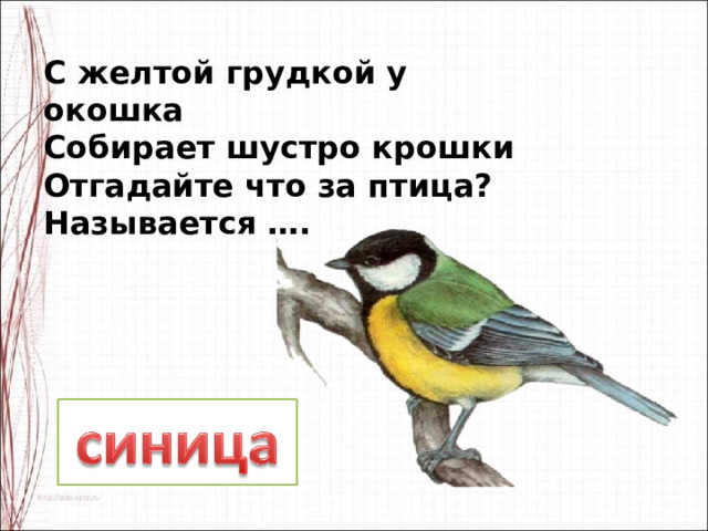 С желтой грудкой у окошка  Собирает шустро крошки  Отгадайте что за птица?  Называется …. 