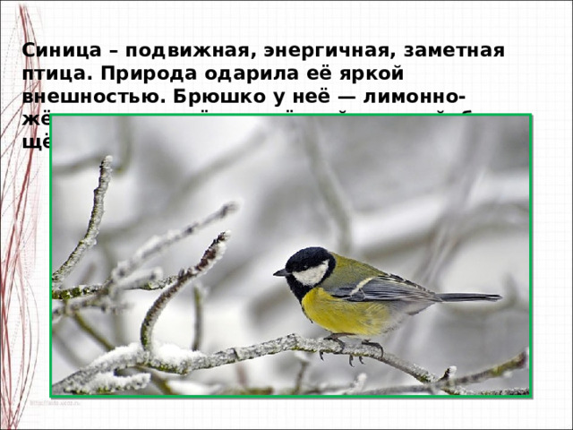 Синица – подвижная, энергичная, заметная птица. Природа одарила её яркой внешностью. Брюшко у неё — лимонно-жёлтое, разделённое чёрной полосой, белые щёчки. 