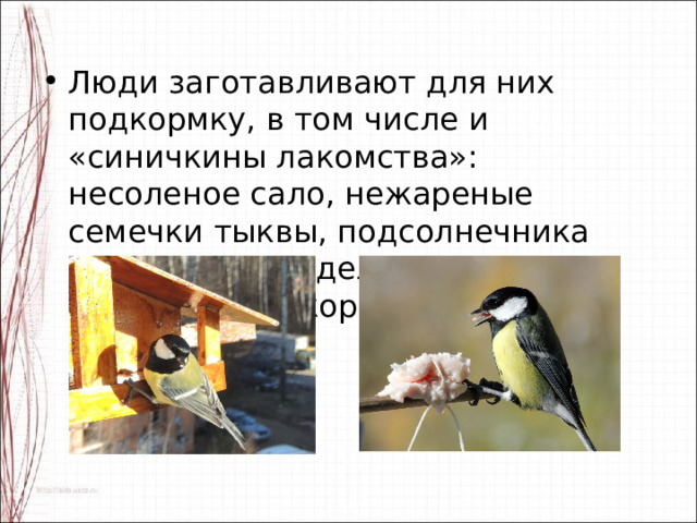 Люди заготавливают для них подкормку, в том числе и «синичкины лакомства»: несоленое сало, нежареные семечки тыквы, подсолнечника или арахиса, – делают и развешивают кормушки. 