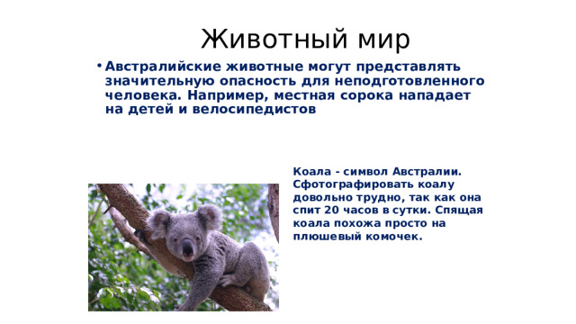  Животный мир Австралийские животные могут представлять значительную опасность для неподготовленного человека. Например, местная сорока нападает на детей и велосипедистов Коала - символ Австралии. Сфотографировать коалу довольно трудно, так как она спит 20 часов в сутки. Спящая коала похожа просто на плюшевый комочек. 