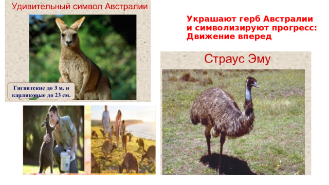 Украшают герб Австралии и символизируют прогресс: Движение вперед 
