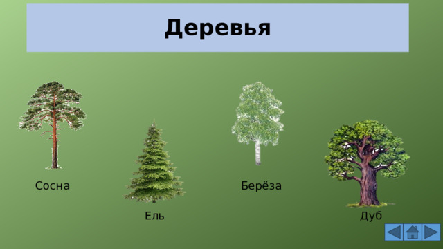 Деревья Сосна Берёза Ель Дуб 
