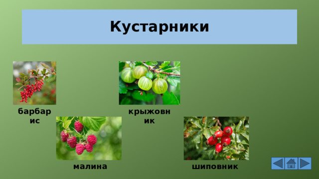 Кустарники барбарис крыжовник малина шиповник 
