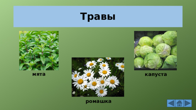 Травы мята капуста ромашка 