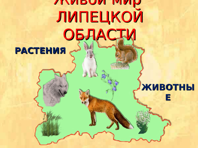 Живой мир  ЛИПЕЦКОЙ ОБЛАСТИ РАСТЕНИЯ ЖИВОТНЫЕ 