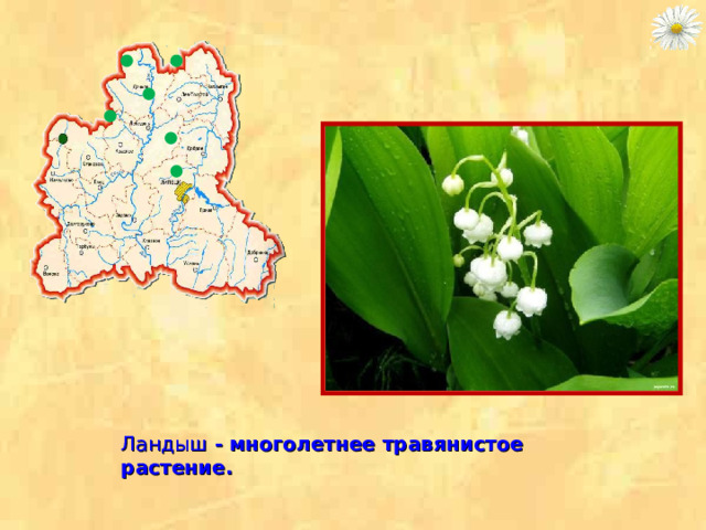 Ландыш - многолетнее травянистое растение.  