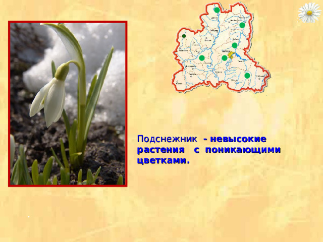 Подснежник - невысокие растения с  поникающими цветками.  . 
