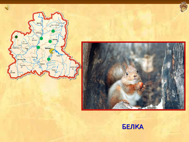  БЕЛКА  