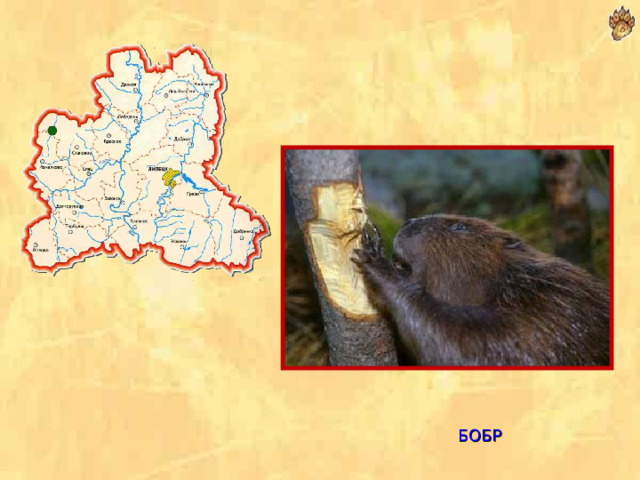  БОБР 