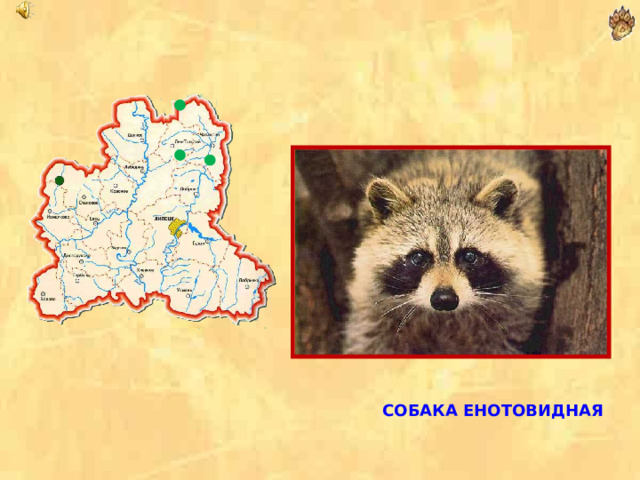  СОБАКА ЕНОТОВИДНАЯ 