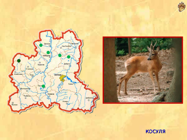  КОСУЛЯ  