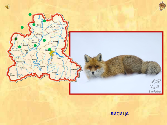  ЛИСИЦА 