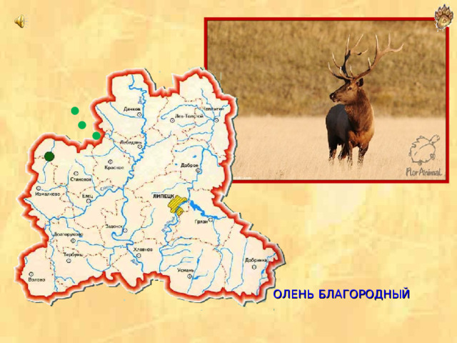  ОЛЕНЬ БЛАГОРОДНЫЙ 