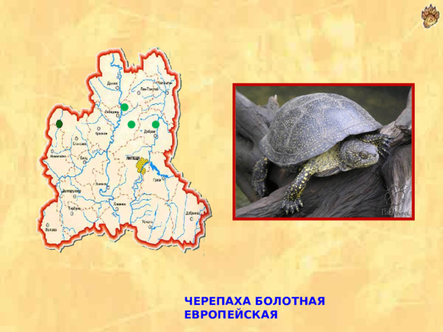 ЧЕРЕПАХА БОЛОТНАЯ ЕВРОПЕЙСКАЯ   
