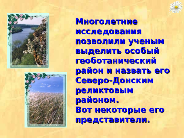 Многолетние исследования позволили ученым выделить особый геоботанический район и назвать его Северо-Донским реликтовым районом.  Вот некоторые его представители.   