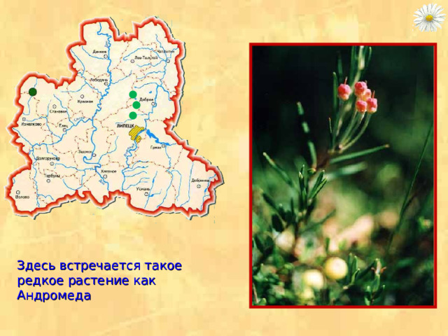 Здесь встречается такое редкое растение как Андромеда  