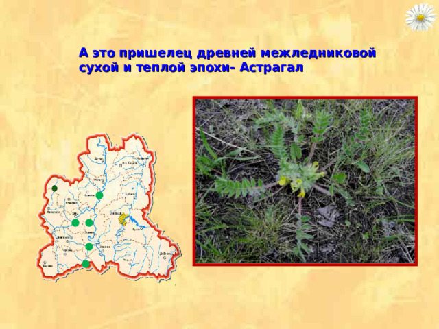 А это  пришелец древней межледниковой сухой и теплой эпохи- Астрагал 