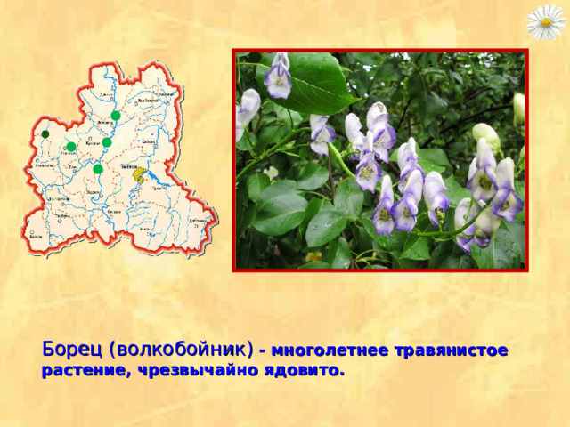 Борец (волкобойник)  - многолетнее травянистое растение, чрезвычайно ядовито. 