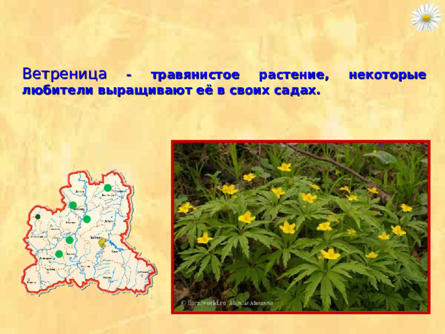 Ветреница - травянистое растение, некоторые любители выращивают её в своих садах. 