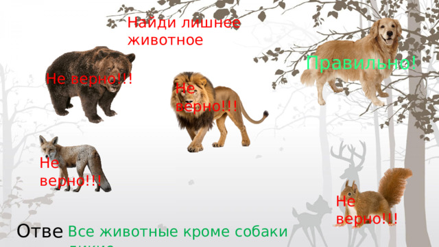 Найди лишнее животное Правильно! Не верно!!! Не верно!!! Не верно!!! Не верно!!! Ответ: Все животные кроме собаки дикие 