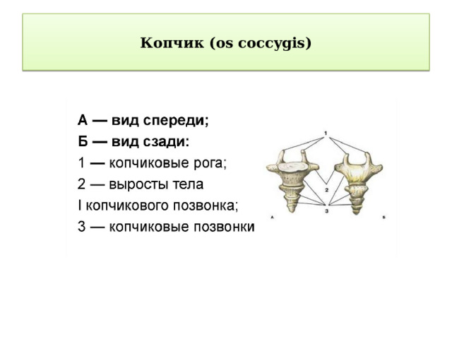  Копчик (os coccygis)   