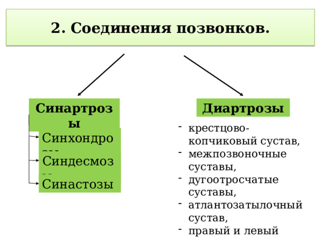 2. Соединения позвонков. Диартрозы Синартрозы крестцово-копчиковый сустав, межпозвоночные суставы, дугоотросчатые суставы, атлантозатылочный сустав, правый и левый латеральные атлантоосевые суставы. Синхондрозы Синдесмозы Синастозы 