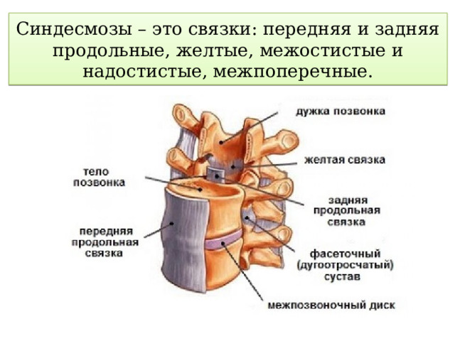  Синдесмозы – это связки: передняя и задняя продольные, желтые, межостистые и надостистые, межпоперечные.   
