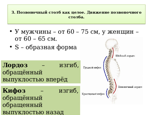  3. Позвоночный столб как целое. Движение позвоночного столба.   У мужчины – от 60 – 75 см, у женщин – от 60 – 65 см. S – образная форма Лордоз – изгиб, обращённый выпуклостью вперёд Кифоз – изгиб, обращённый обращенный выпуклостью назад 