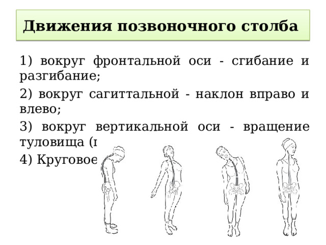 Движения позвоночного столба 1) вокруг фронтальной оси - сгибание и разгибание; 2) вокруг сагиттальной - наклон вправо и влево; 3) вокруг вертикальной оси - вращение туловища (поворот вправо и влево). 4) Круговое движение. 
