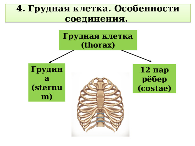  4. Грудная клетка. Особенности соединения.   Грудная клетка (thorax) Грудина (sternum) 12 пар рёбер (costae) 
