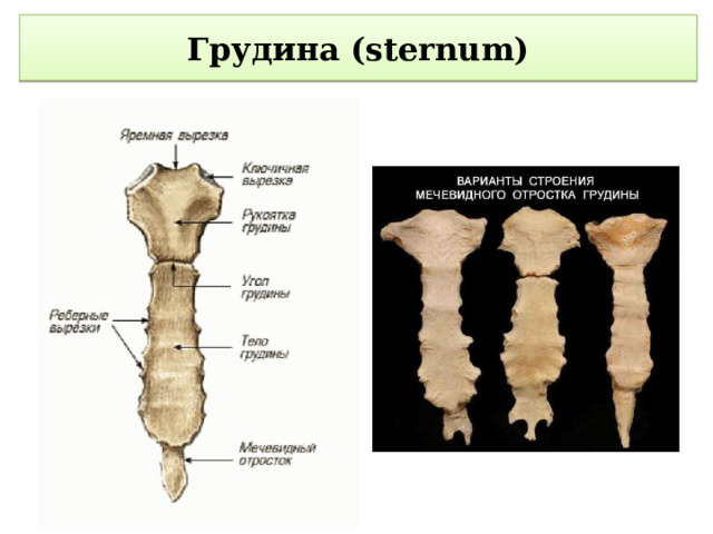  Грудина (sternum)   