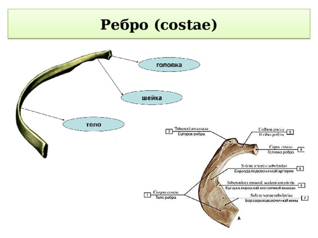  Ребро (costae)   