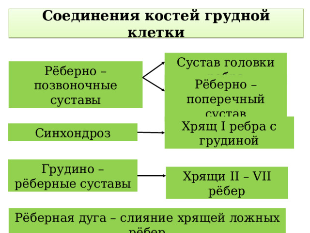  Соединения костей грудной клетки   Сустав головки ребра Рёберно – позвоночные суставы Рёберно – поперечный сустав Хрящ I ребра с грудиной Синхондроз Грудино – рёберные суставы Хрящи II – VII рёбер Рёберная дуга – слияние хрящей ложных рёбер 