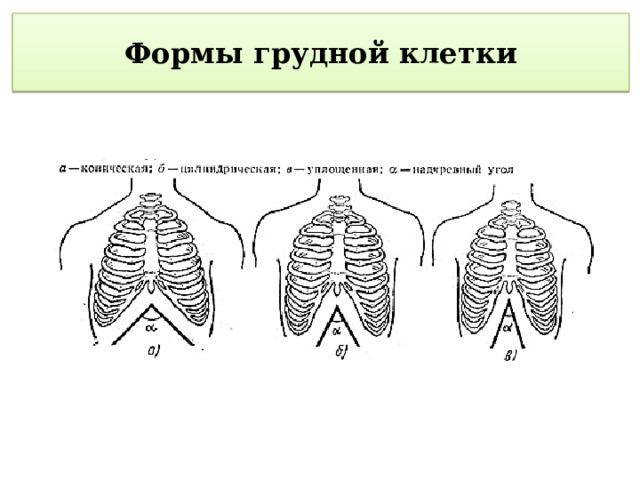 Формы грудной клетки 