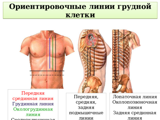 Ориентировочные линии грудной клетки Передняя срединная линия Грудинная линия Окологрудинная линия Среднеключичная линия Передняя, средняя, задняя подмышечные линии Лопаточная линия Околопозвоночная линия Задняя срединная линия 