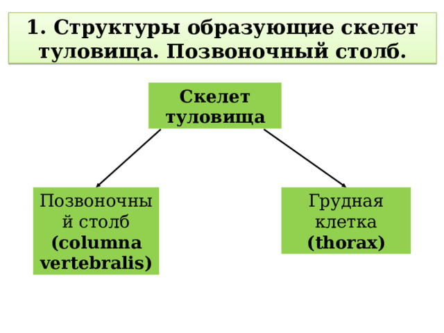 1. Структуры образующие скелет туловища. Позвоночный столб. Скелет туловища Грудная клетка Позвоночный столб (thorax) (columna vertebralis)  