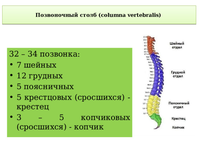  Позвоночный столб (columna vertebralis)    32 – 34 позвонка: 7 шейных 12 грудных 5 поясничных 5 крестцовых (сросшихся) - крестец 3 – 5 копчиковых (сросшихся) - копчик 