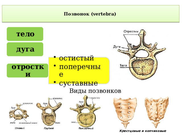 остистый поперечные суставные остистый поперечные суставные  Позвонок (vertebra)    тело дуга отростки Виды позвонков Крестцовые и копчиковые 
