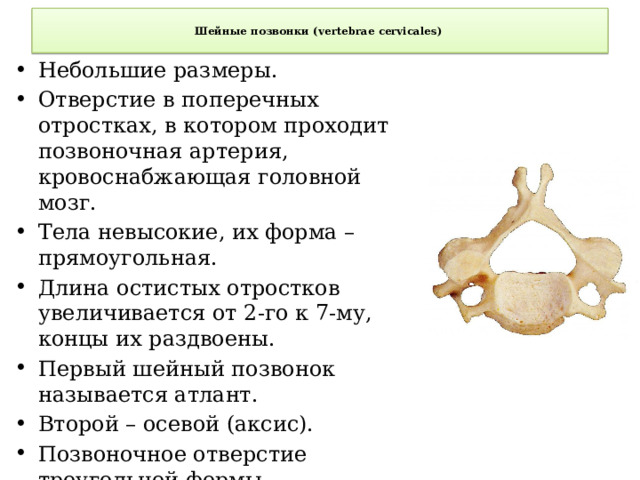  Шейные позвонки (vertebrae cervicales)    Небольшие размеры. Отверстие в поперечных отростках, в котором проходит позвоночная артерия, кровоснабжающая головной мозг. Тела невысокие, их форма – прямоугольная. Длина остистых отростков увеличивается от 2-го к 7-му, концы их раздвоены. Первый шейный позвонок называется атлант. Второй – осевой (аксис). Позвоночное отверстие треугольной формы. Шестой шейный позвонок имеет сонный бугорок. 