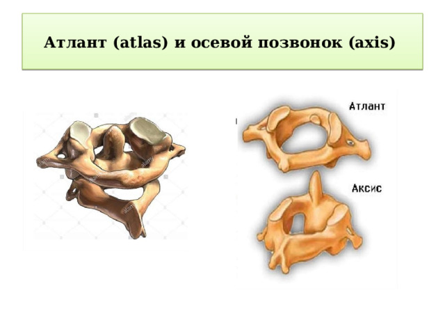  Атлант (atlas) и осевой позвонок (axis)    