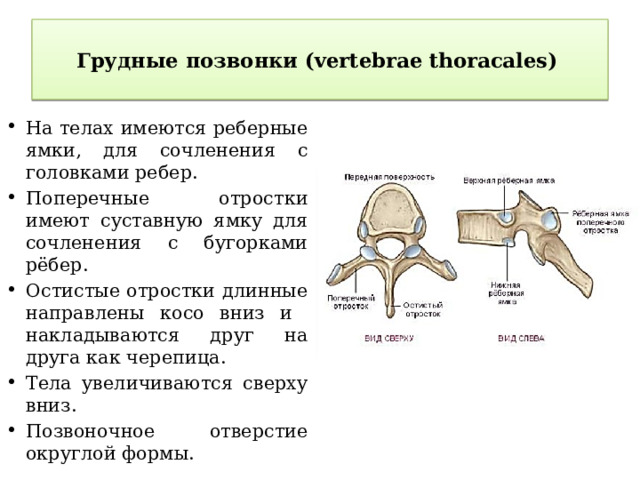  Грудные позвонки (vertebrae thoracales)    На телах имеются реберные ямки, для сочленения с головками ребер. Поперечные отростки имеют суставную ямку для сочленения с бугорками рёбер. Остистые отростки длинные направлены косо вниз и накладываются друг на друга как черепица. Тела увеличиваются сверху вниз. Позвоночное отверстие округлой формы. 