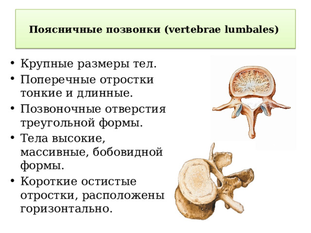  Поясничные позвонки (vertebrae lumbales)    Крупные размеры тел. Поперечные отростки тонкие и длинные. Позвоночные отверстия треугольной формы. Тела высокие, массивные, бобовидной формы. Короткие остистые отростки, расположены горизонтально. 