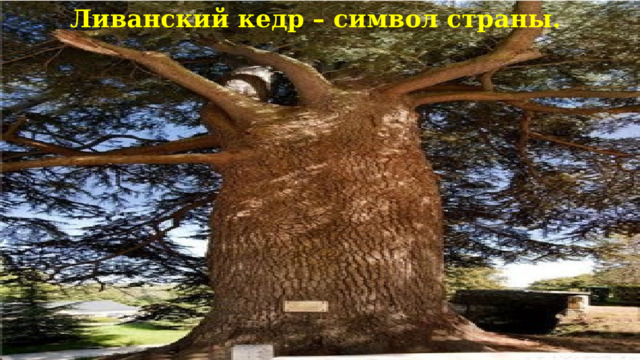 Ливанский кедр – символ страны.   