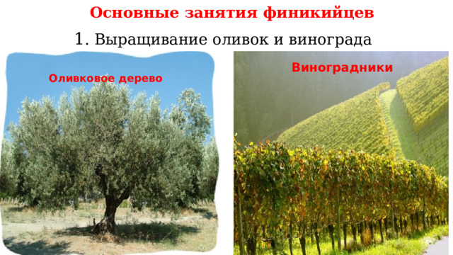 Основные занятия финикийцев 1 . Выращивание оливок и винограда     Оливковое дерево      Виноградники  