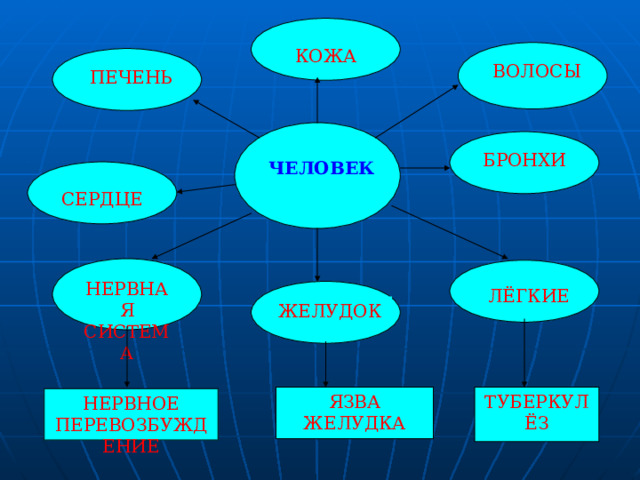 КОЖА ВОЛОСЫ ПЕЧЕНЬ БРОНХИ ЧЕЛОВЕК СЕРДЦЕ НЕРВНАЯ СИСТЕМА ЛЁГКИЕ ЖЕЛУДОК ЯЗВА ЖЕЛУДКА ТУБЕРКУЛЁЗ НЕРВНОЕ ПЕРЕВОЗБУЖДЕНИЕ 
