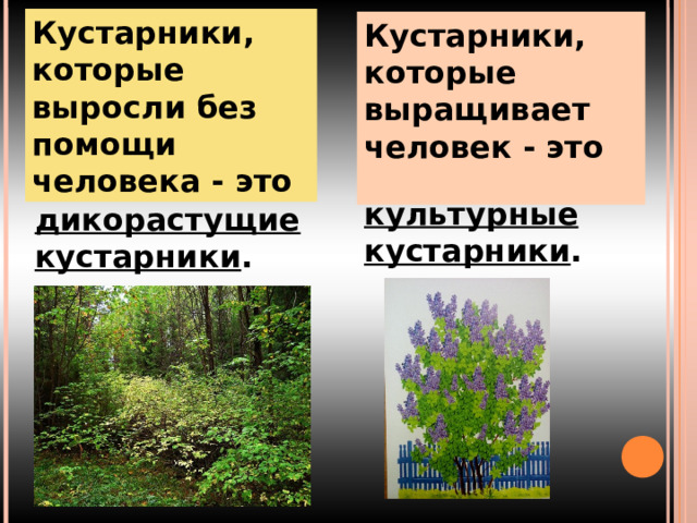 Кустарники, которые выросли без помощи человека - это Кустарники, которые выращивает человек - это  культурные кустарники . дикорастущие кустарники . 