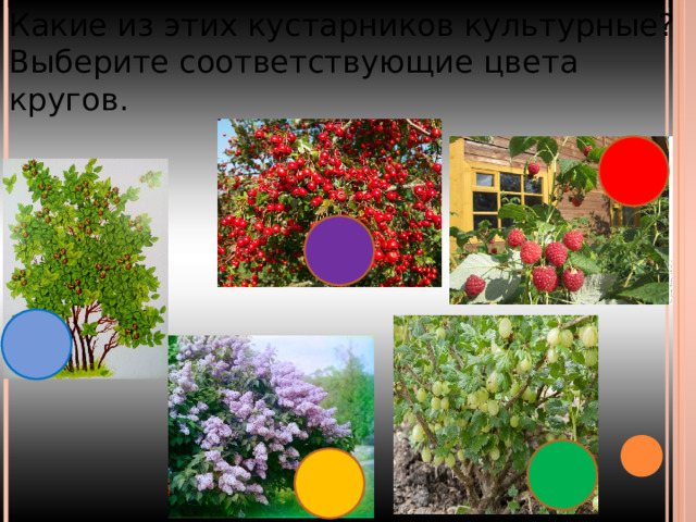 Какие из этих кустарников культурные? Выберите соответствующие цвета кругов. 
