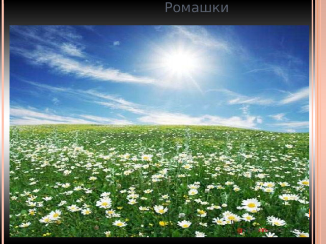Ромашки 